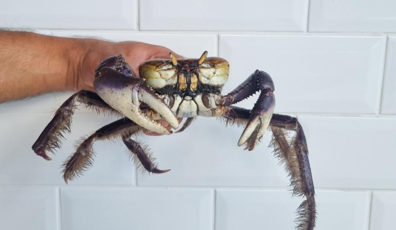 Imagem de um caranguejo.