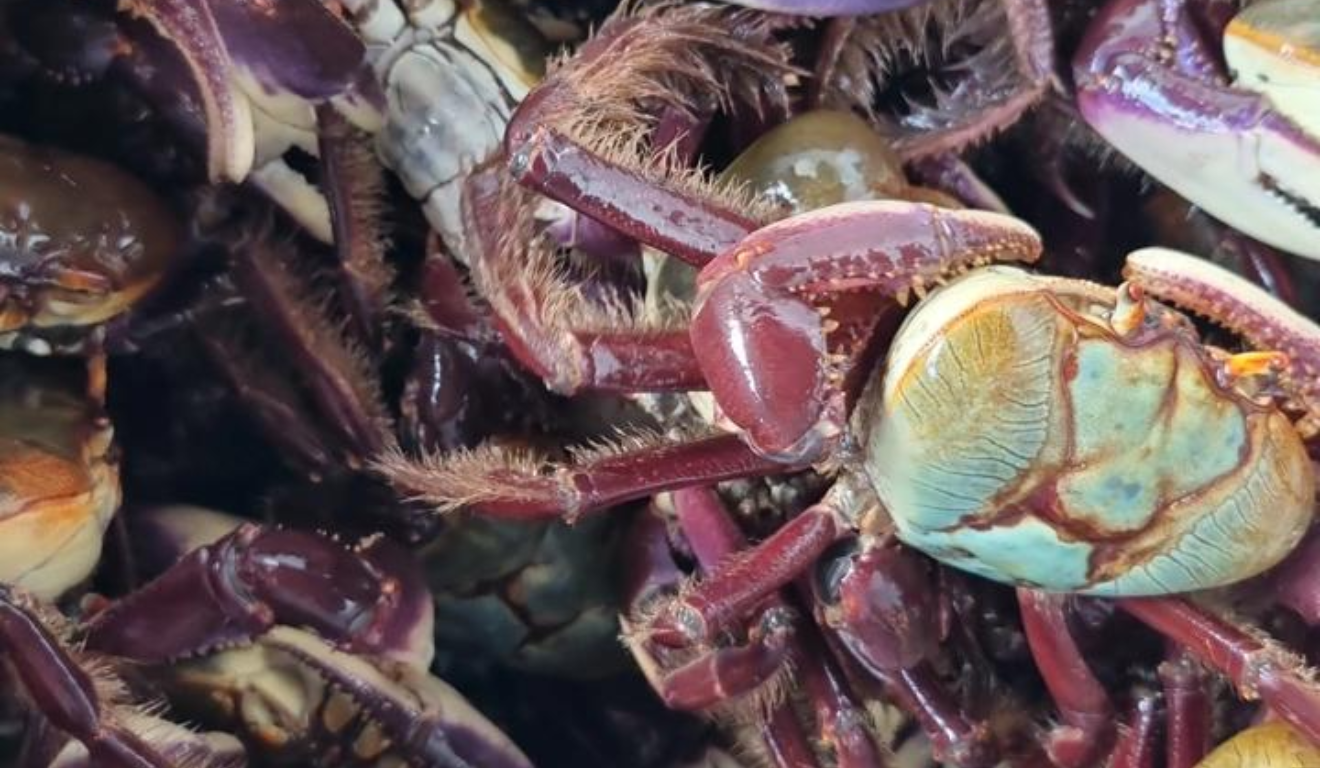 Imagem de um caranguejo.