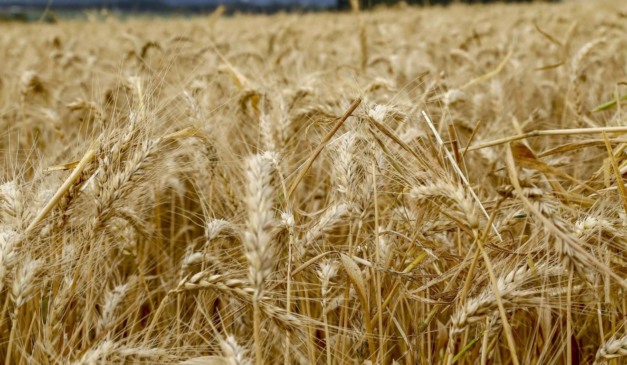 Lavoura de trigo no Paraná; VBP do estado deve crescer em 2025
