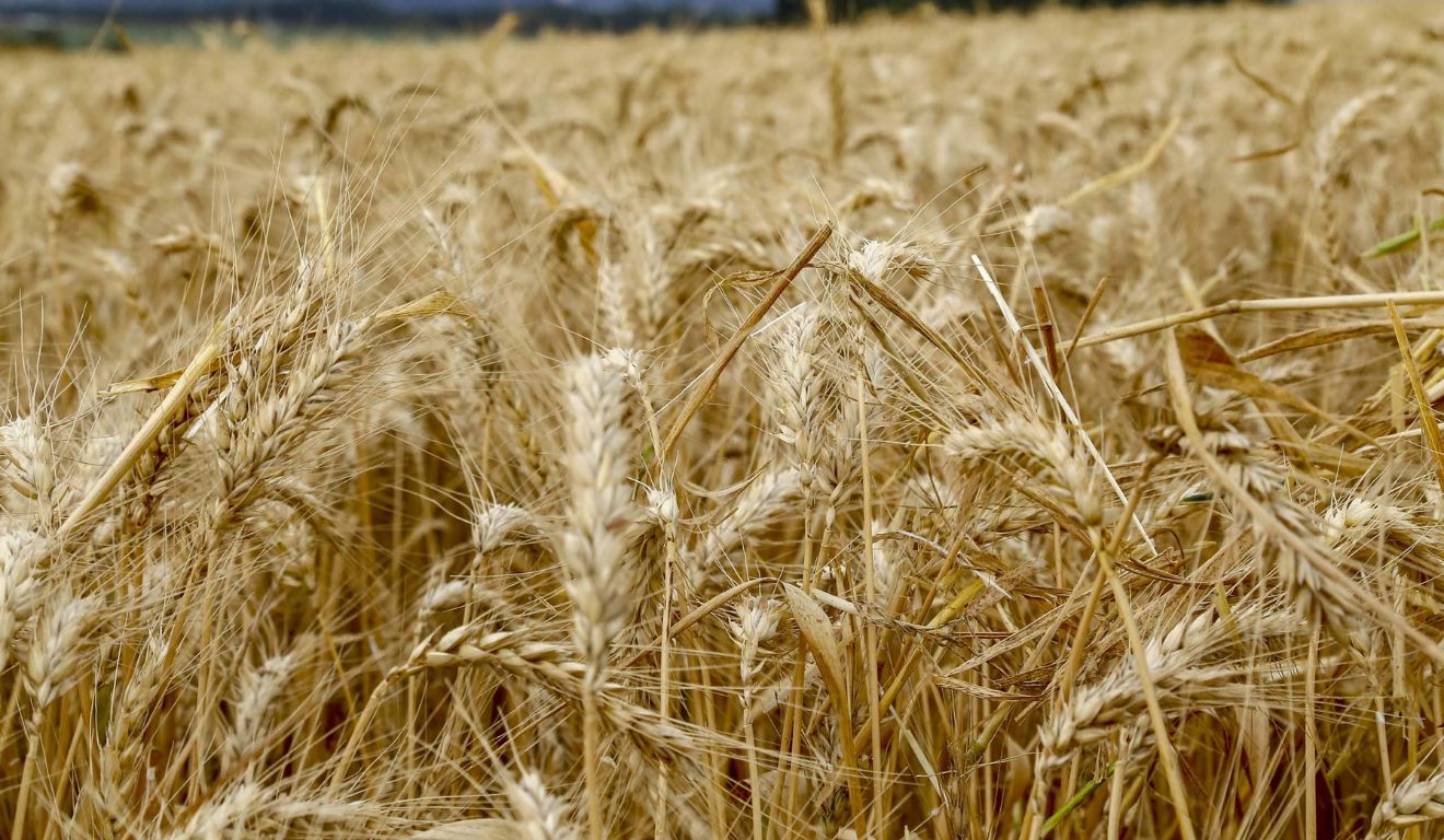 Lavoura de trigo no Paraná; VBP do estado deve crescer em 2025
