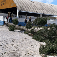Vendaval derruba árvores e deixa moradores sem luz em Curitiba e região