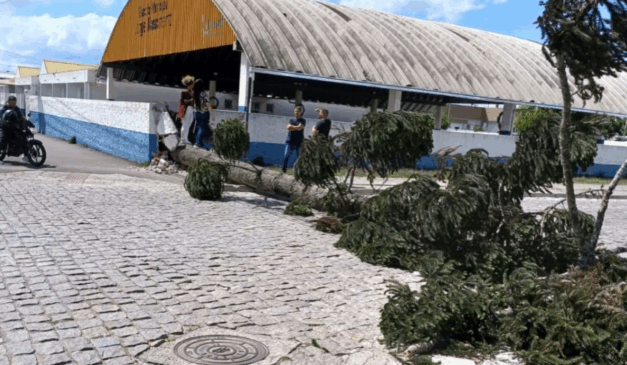 Vendaval derruba árvores e deixa moradores sem luz em Curitiba e região