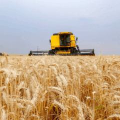 campo de trigo com máquina colheitadeira ao fundo