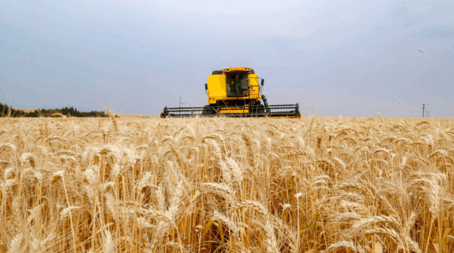 campo de trigo com máquina colheitadeira ao fundo