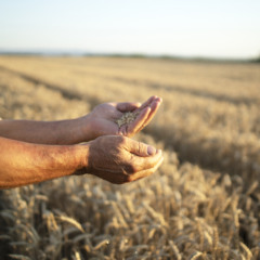 Produtor rural segurando grãos nas mãos enquanto observa uma lavoura madura ao pôr do sol.