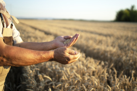 Produtor rural segurando grãos nas mãos enquanto observa uma lavoura madura ao pôr do sol.