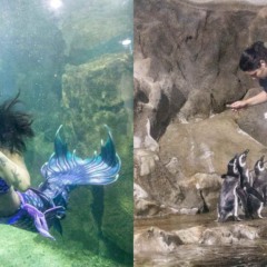 Aquário Paranaguá.