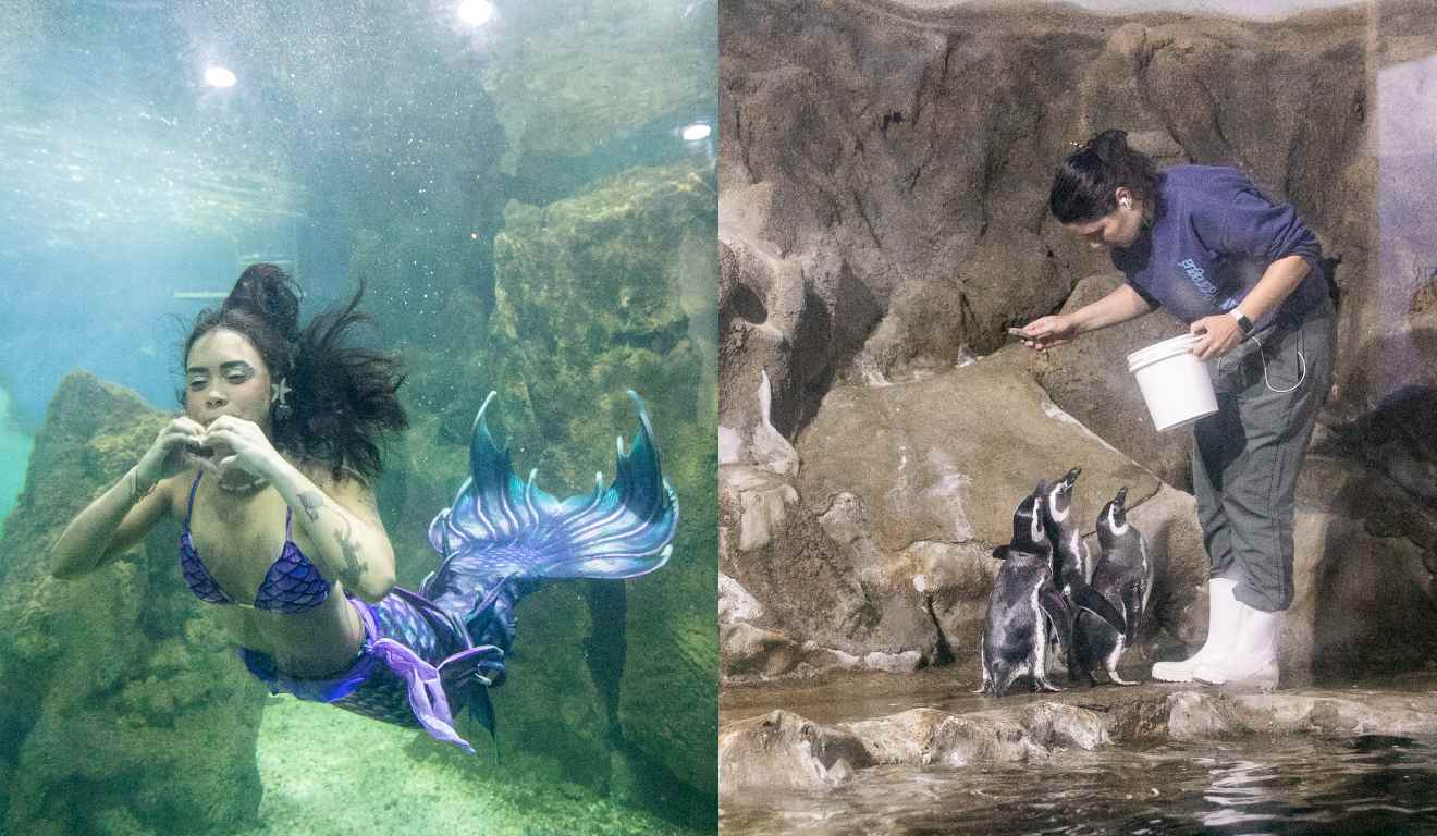 Aquário Paranaguá.