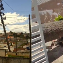 momento em que a árvore desaba e mata cachorro