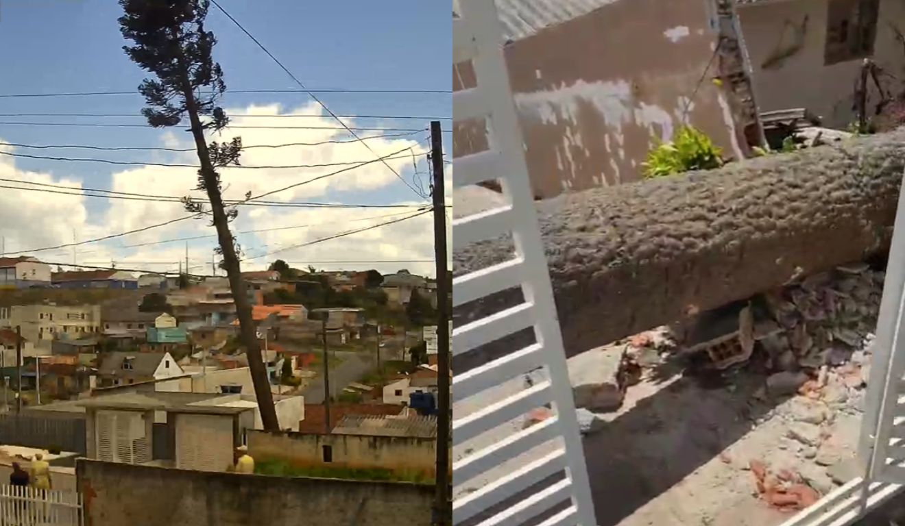 momento em que a árvore desaba e mata cachorro
