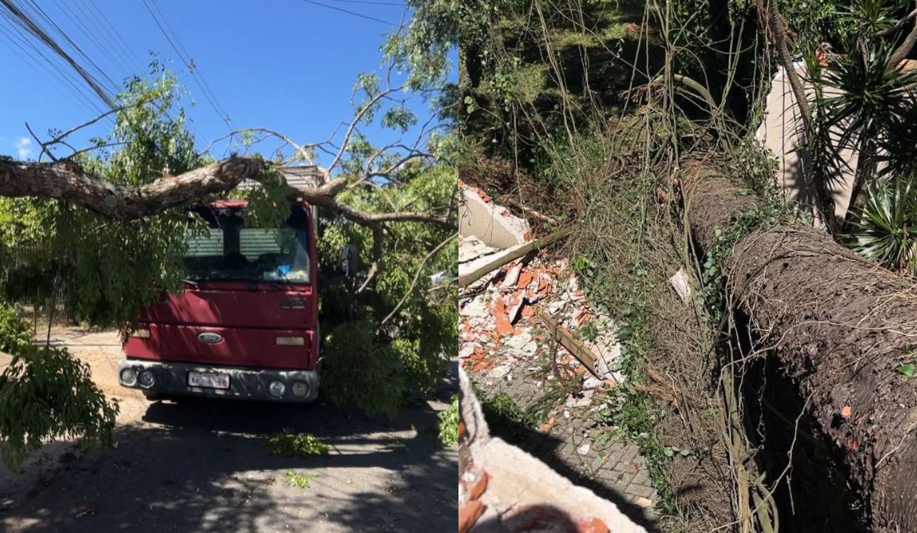 arvore que desabou sobre casa e caminhão