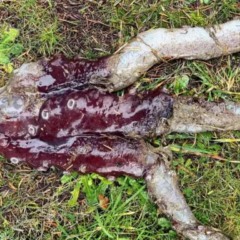 Criatura extraterrestre