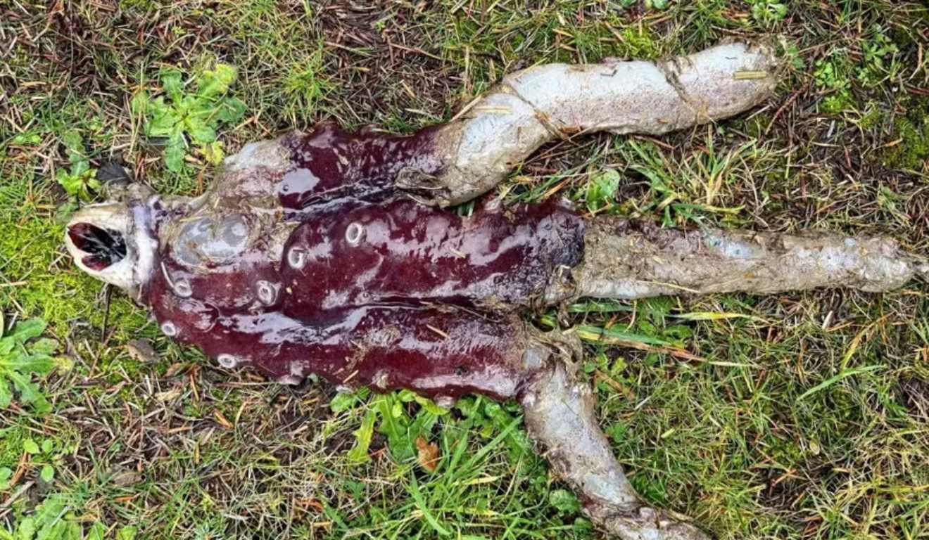 Criatura extraterrestre