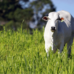 boi em maio a um pasto
