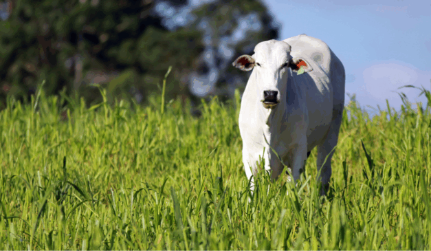 boi em maio a um pasto