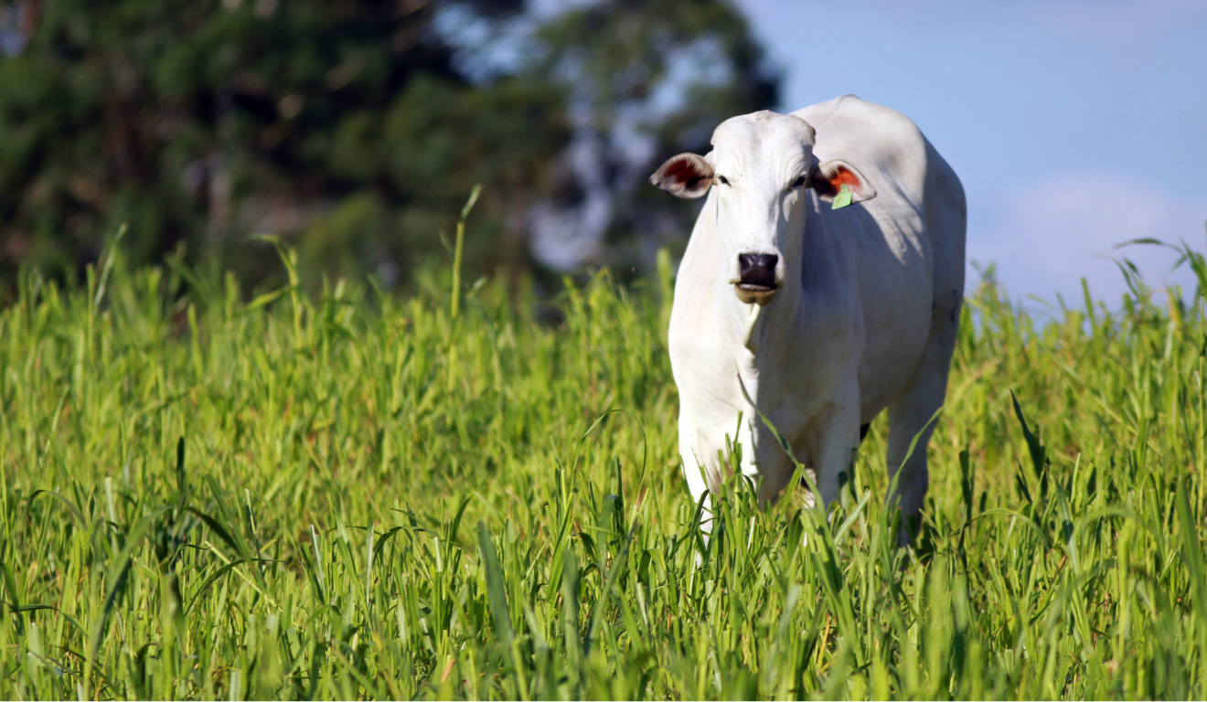 boi em maio a um pasto