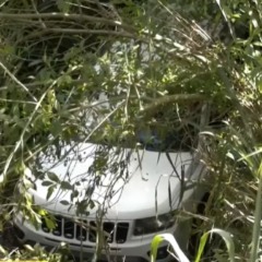 carro que os cães estavam dentro e causaram o acidente