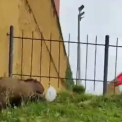 Capivara em estacionamento na região central de CUritiba