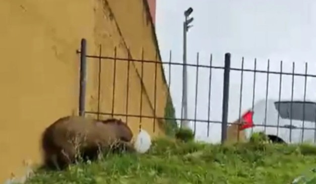 Capivara em estacionamento na região central de CUritiba
