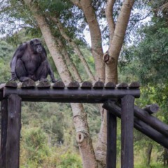 Chimpanzé Pipo no Zoológico de Curitiba: prefeitura lamenta a morte.