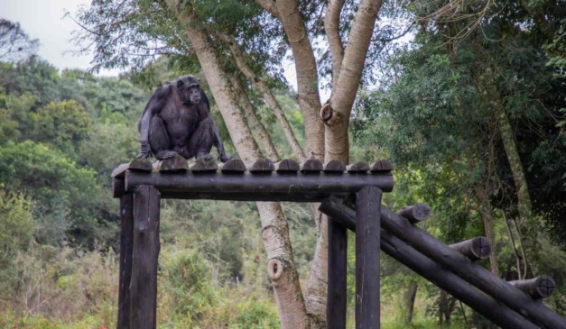 Chimpanzé Pipo no Zoológico de Curitiba: prefeitura lamenta a morte.