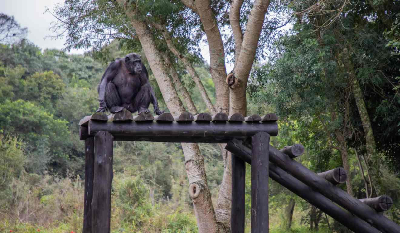 Chimpanzé Pipo no Zoológico de Curitiba: prefeitura lamenta a morte.