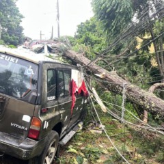 queda de árvore após chuva em curitiba