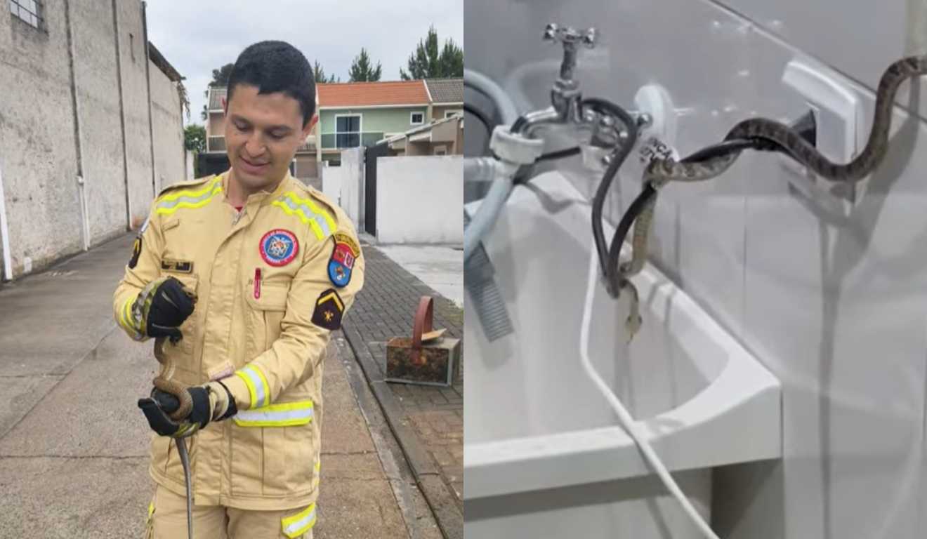 Bombeiros segurando cobra e cobra andando em tanque de casa