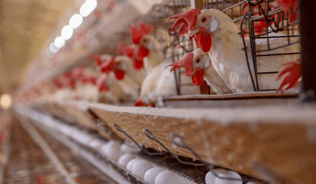 frangos no abatedouro, com ovos abaixo