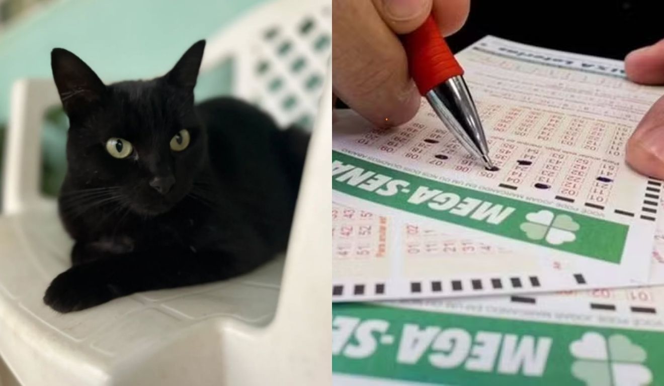 mega da virada gato milu