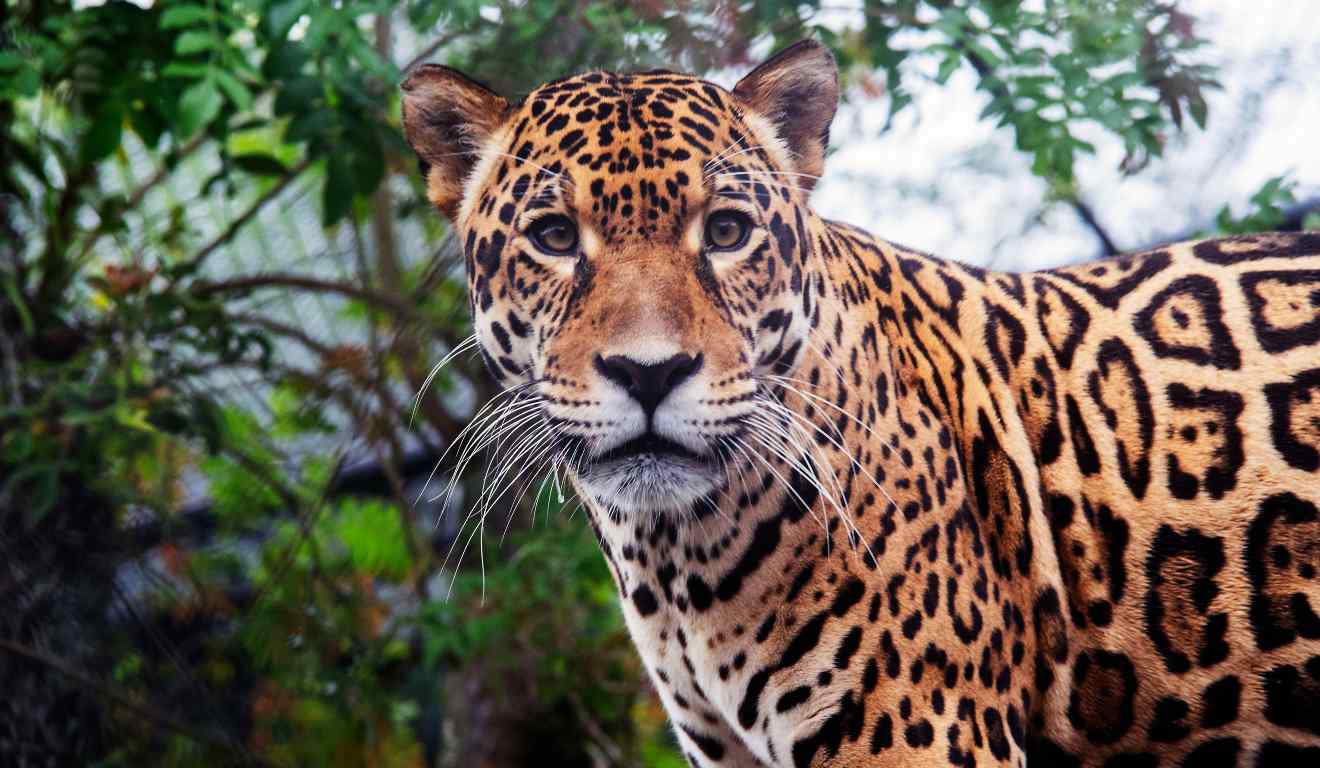 Onça-pintada Tocantins no zoológico de Curitiba