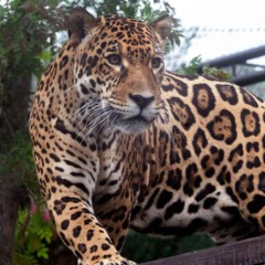 Onça-pintada Tocantins no zoológico de Curitiba