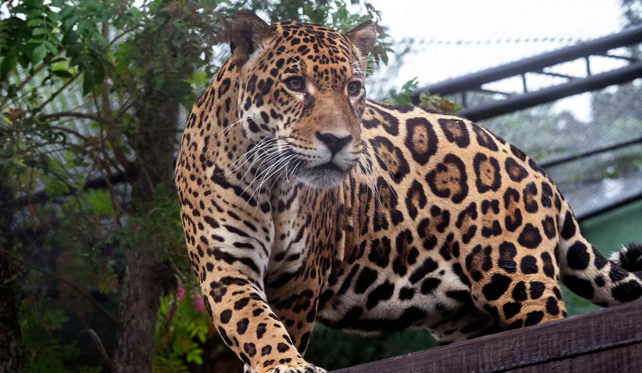 Onça-pintada Tocantins no zoológico de Curitiba