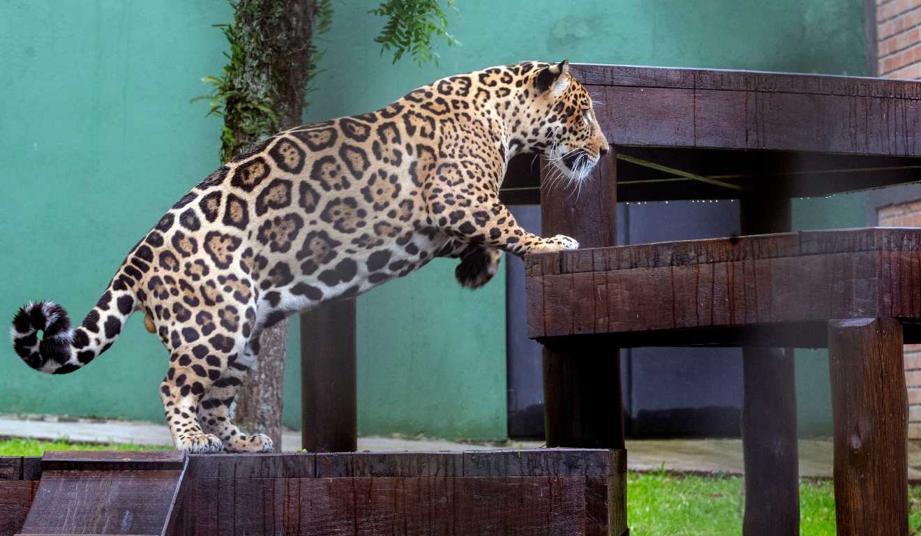 Onça-pintada em novo recinto do zoológico de Curitiba