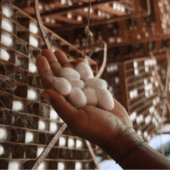 pessoa segurando seda