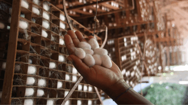 pessoa segurando seda