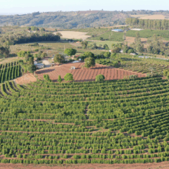 plantação de café no paraná