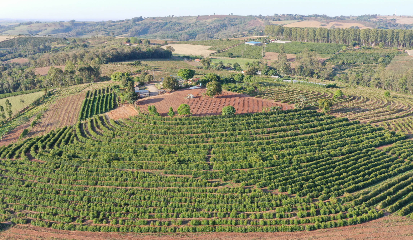 plantação de café no paraná