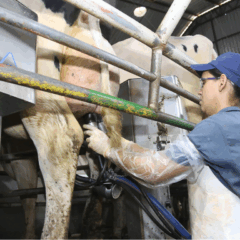 mulher ordenhando vaca