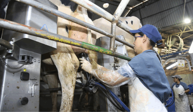 mulher ordenhando vaca