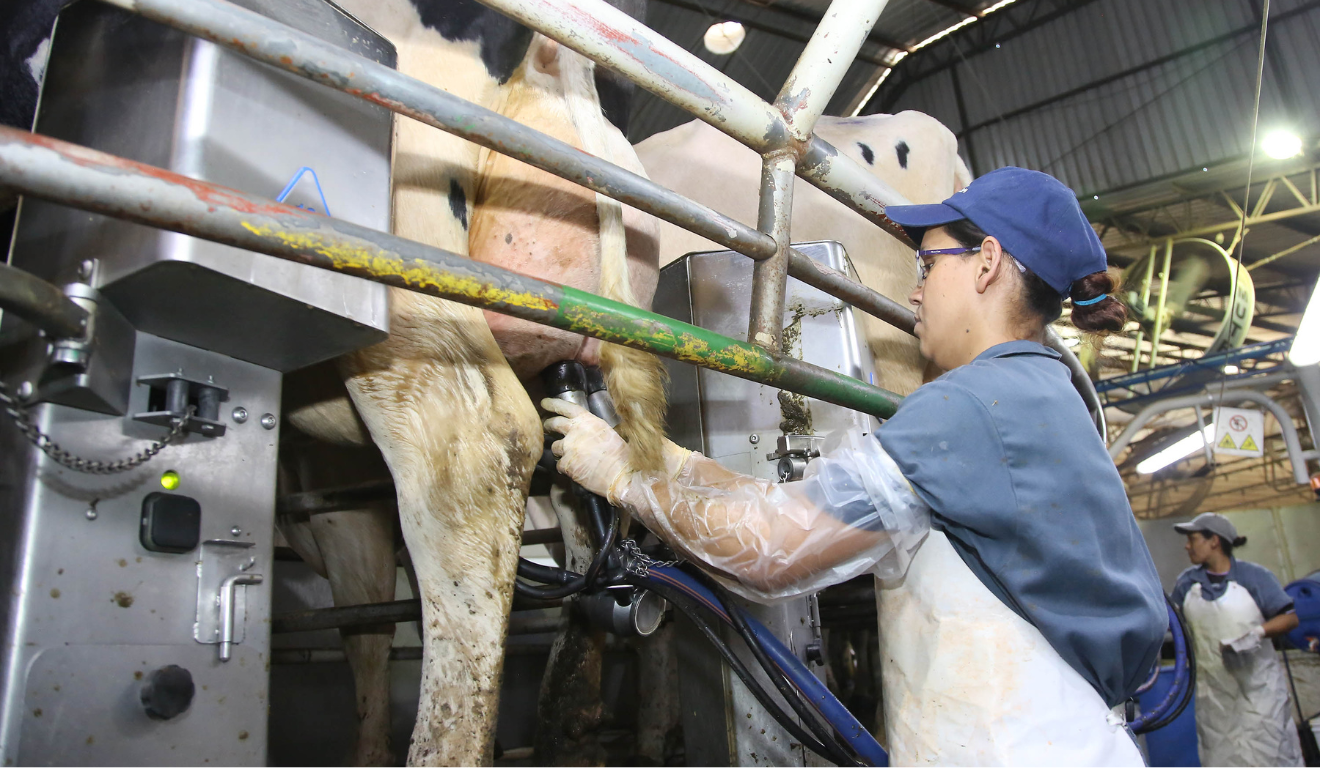 mulher ordenhando vaca