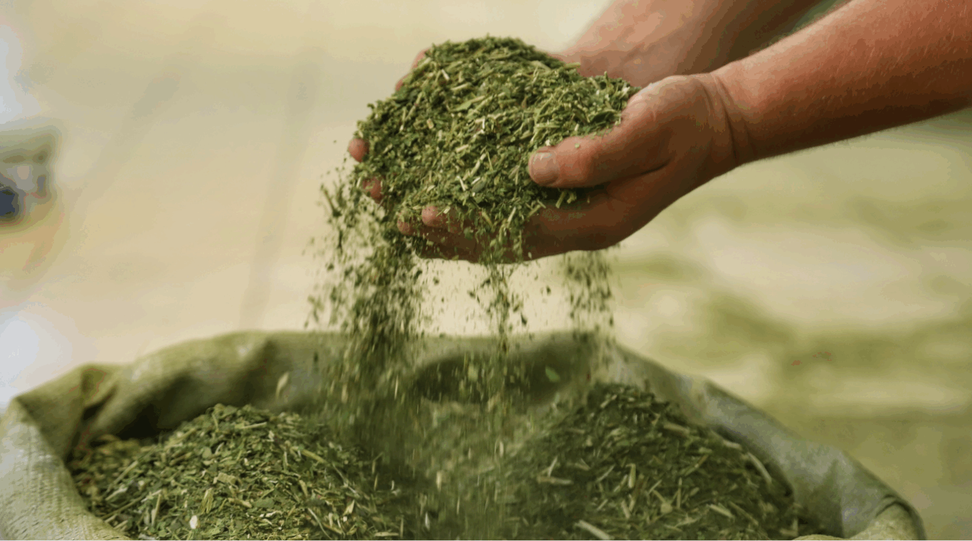 pessoa segurando erva-mate com a mão e serrubando um pouco no saco