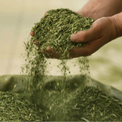 pessoa segurando erva-mate com a mão e serrubando um pouco no saco