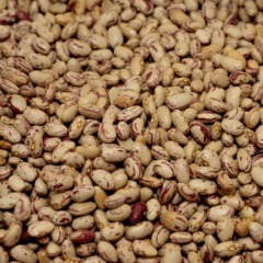 feijão recém-colhido