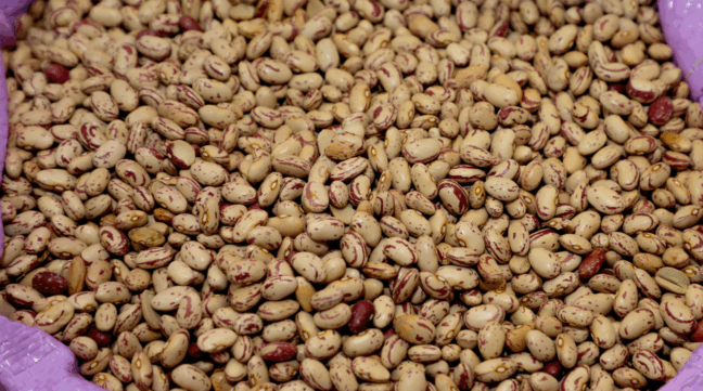 feijão recém-colhido