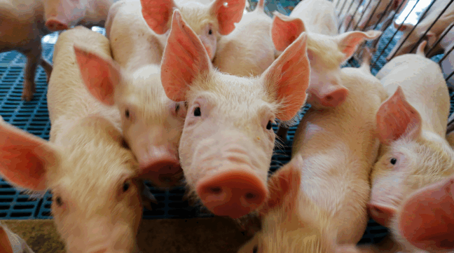 porcos reunidos e olhando para a câmera