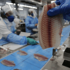 tilápia em um açougue