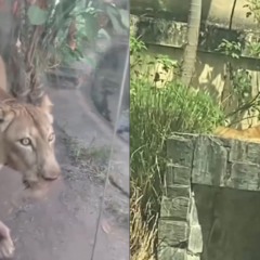 Leoa após ataque contra jovem