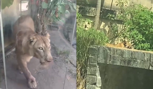 Leoa após ataque contra jovem