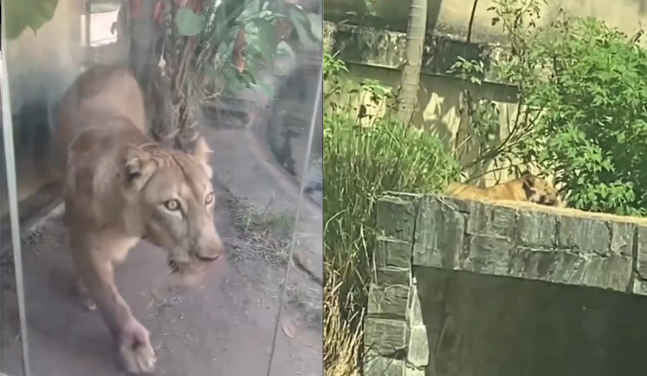 Leoa após ataque contra jovem